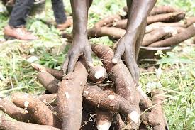 Cassava Ethanol